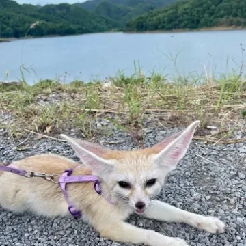 rs=w_365,cg_true (10)