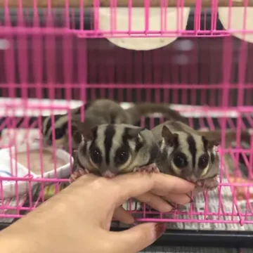 rs=w_365,cg_true (2)