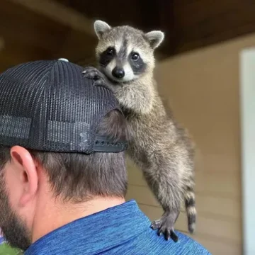 rs=w_365,cg_true (3)