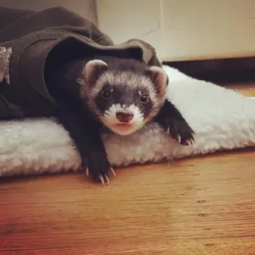 rs=w_365,cg_true (7)