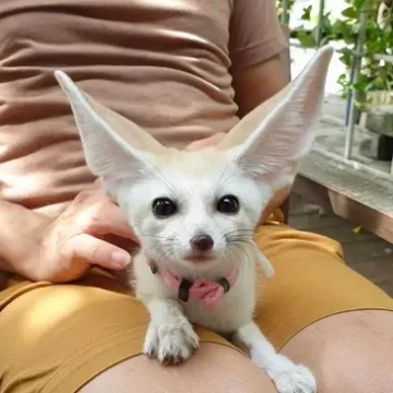 rs=w_365,cg_true (9)